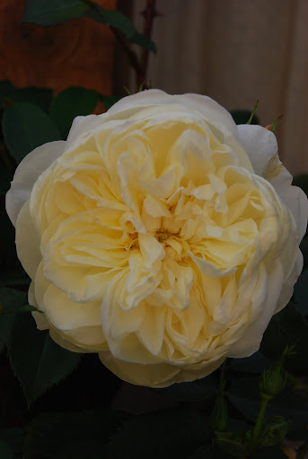 Debra Scheuerman Photo 6