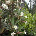 Joseph Forster Photo 15