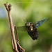 Bee Yang Photo 27