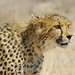 Martin Hunt Photo 38