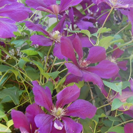Joy Yoder Photo 24