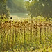 Alfred Golden Photo 9