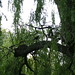 James Crow Photo 27
