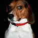 Larry Downs Photo 24
