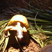 Ruthann Ross Photo 17