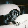 Debbie Distefano Photo 6