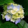 Ruth Arnold Photo 29