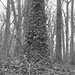 Ivy Beard Photo 10
