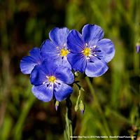 Debra Wicker Photo 16