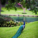 Laura Peacock Photo 10
