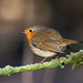 Robin Heath Photo 16