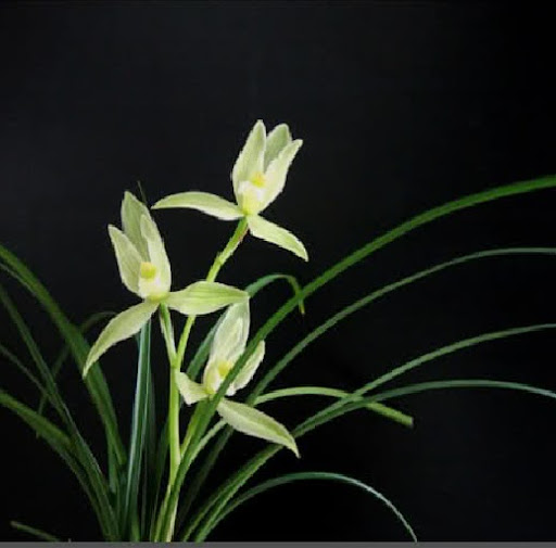 Lily Jiang Photo 26