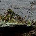 Albert Sparrow Photo 4