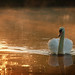 Amber Swan Photo 36
