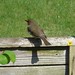 Robin Sutton Photo 28