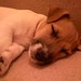 Jack Tibbs Photo 15