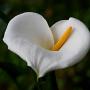 Annie Ung Photo 15