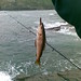 Scott Pollock Photo 38