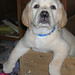 Joyce Robbins Photo 9