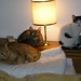 Robin Spaulding Photo 35
