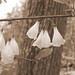 Lisa Downs Photo 32