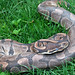 Gerald Thomas Photo 21