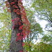Ivy Beard Photo 14