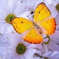 Terri Burns Photo 25
