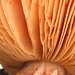 Gill Bush Photo 7