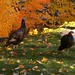 Gail Wyckoff Photo 9