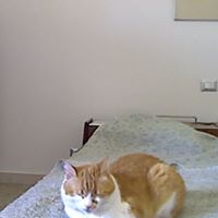Dina Ferraro Photo 2
