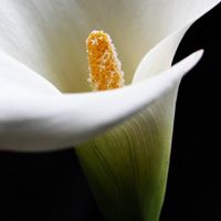 Agnes Balint Photo 7