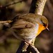 Robin Croft Photo 26