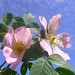 Rose Flores Photo 7