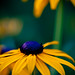 Susan Spring Photo 8