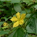 Nan Mu Photo 28