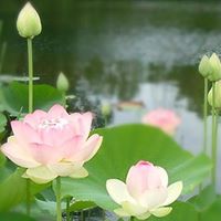 Dinh Tran Photo 19