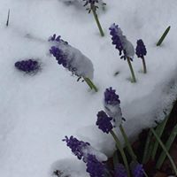 Robin Stringfellow Photo 6