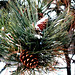 Alan Pine Photo 13