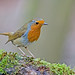 Robin Heath Photo 18