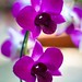Ester Flores Photo 40
