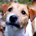 Jack Tibbs Photo 11