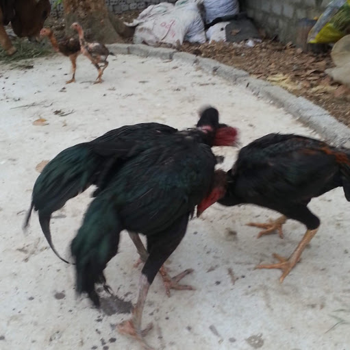 Phuc Tran Photo 15