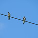 Steven Demas Photo 8