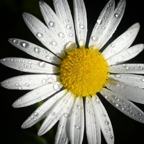 Lisa Cutter Photo 28