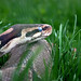 Gerald Thomas Photo 20