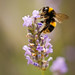 Ellis Sharp Photo 14