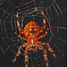 Scott Weaver Photo 21