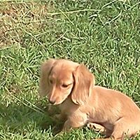 Theresa Elmore Photo 21