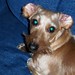 Susan Wiener Photo 16